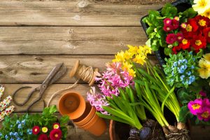 seasonal flowers