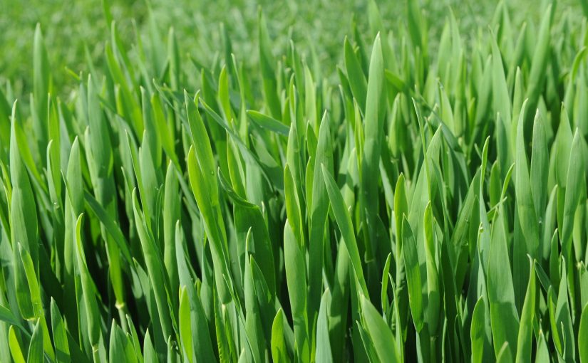 Make some space for microgreens