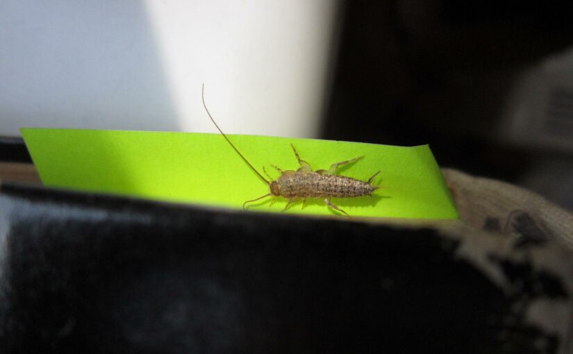 How to Fight Silverfish in Your House