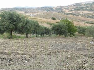 House and land in Sicily - Pullara Cda Petraro