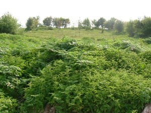 Regulated plot of land situated 80 km from the Black sea