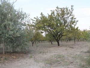 Land in Sicily - Caterina Cda Chiano Alessandria