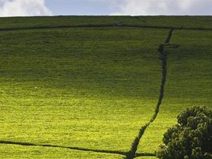 7000 Acres of Tea Farm for sale in Kenya