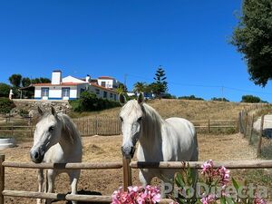 Quinta do Paúl – PD0454