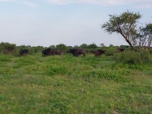 OKAVANGO DELTA KHWAI BOTSWANA