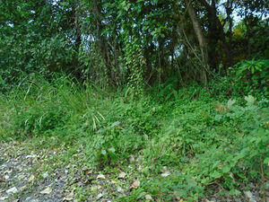 Land For Sale at North-End, Marigot