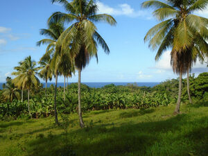 Half Acre Portion Of Land In Marigot