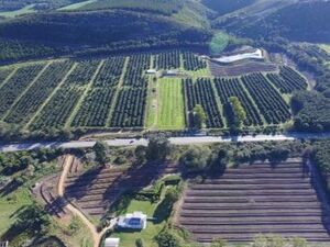 Macadamia Nut Farm for sale in Tsitsikamma South Africa