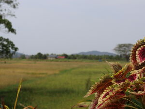 Bambu Getaway Retreat Center & Homestay (near Thailand)