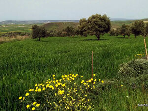 Olive grove in Villanovafranca, Sardinia