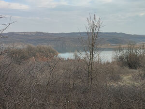 Forest bordered to a dam for sale!