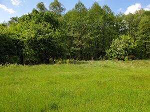 Forest near Belogradchik 65 000 sq.m