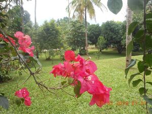 Bungalow with a beautiful garden for 99 year lease.