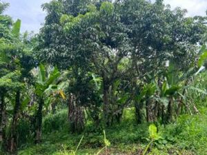 18.2 acres of Vacant Land for Sale in Guy's Hill, St. Mary