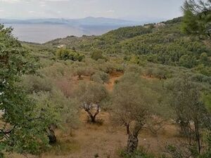 Parcel 2876sqm, €40.000  Limni, (Evia)