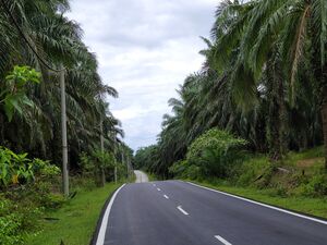 Kuala Muda Oil Palm Plantation for Sale
