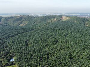 Pinang Tunggal Oil Palm Plantation For Sale