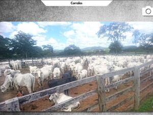 LIVESTOCK PROPERTY FOR SALE