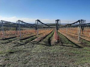 Blueberry plantation for sale