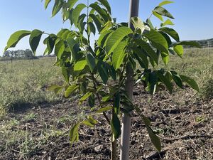 I am selling a plantation walnut 7ha