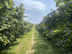 5 hectares of hazelnuts