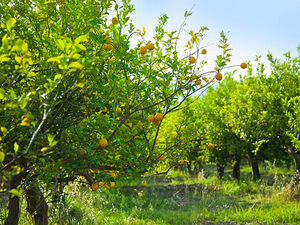 Camping in a lemon, mandarin, orange tree plantation 