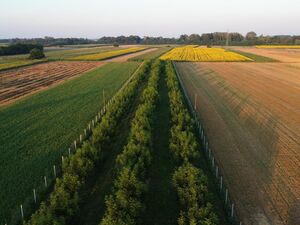 Chandler walnut orchard for sale