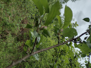 Orchard and forest plot next to creek 