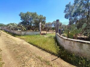 Italy Puglia Manduria Land with olives 3 km from the Sea