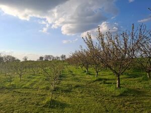 Orchard with cold storage