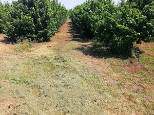 I am selling a hazelnut plantation.