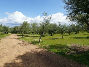 Olive tree field in Messinia, Greece