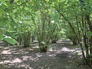 Hazelnut plantation for sale