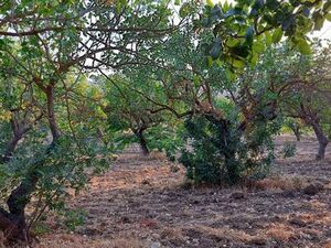Land in Sicily - Coniglio 