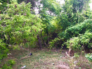 Kalpitiya Lagoon front land available for sale 