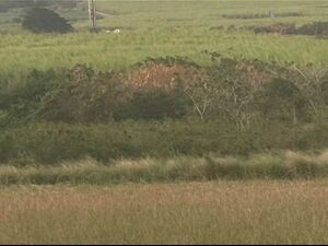 Yorkshire Plantation Land 