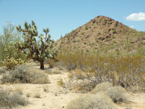 5 Pristine Acres in Mohave County near Yucca AZ