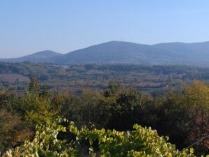 Plot for sale (forest) in Sopot