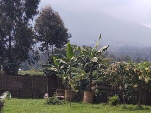 1.75 GORGEOUS ACRES IN KINIGI RWANDA 