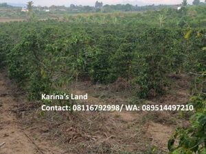 Land for Sale –1.5 Hectares in North Sumatera, Indonesia