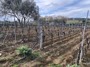 Vineyard and olive grove Sa Misa, Sardinia