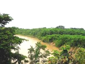 For Sale: 280 has Land in the jungle, Ucayali - Perú