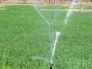 Greenheart Valley (645)