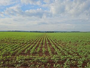 Agricultural operation of 1,160 hectares in Toledo/Caagua