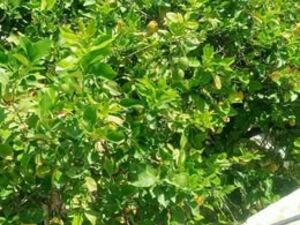 VILLA TO BE DEMOLISHED FOR R+4 REAL ESTATE PROJECT –