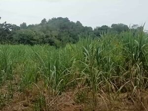 For sale farm lot in kiblawan, Davao del sur, Philippines 