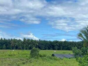For sale farm lot in Agusan del sur, Philippines 