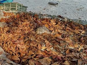 For sale beach lot in Bohol, Philippines 