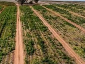 For sale farm lot in Australia 