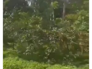 Farm lot in buwalan, Davao city 